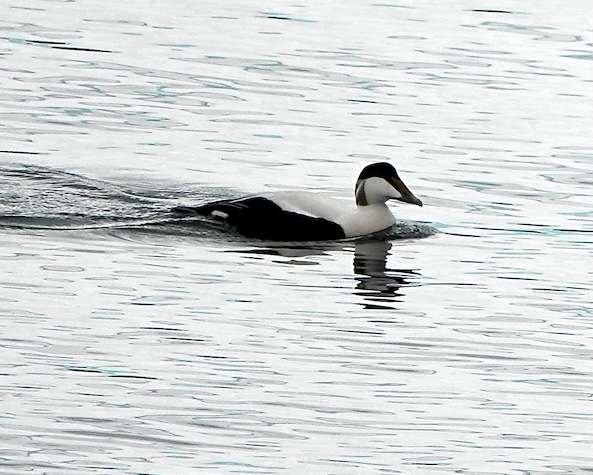 eider